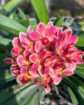 Vandachostylis Kouishiro Ikai