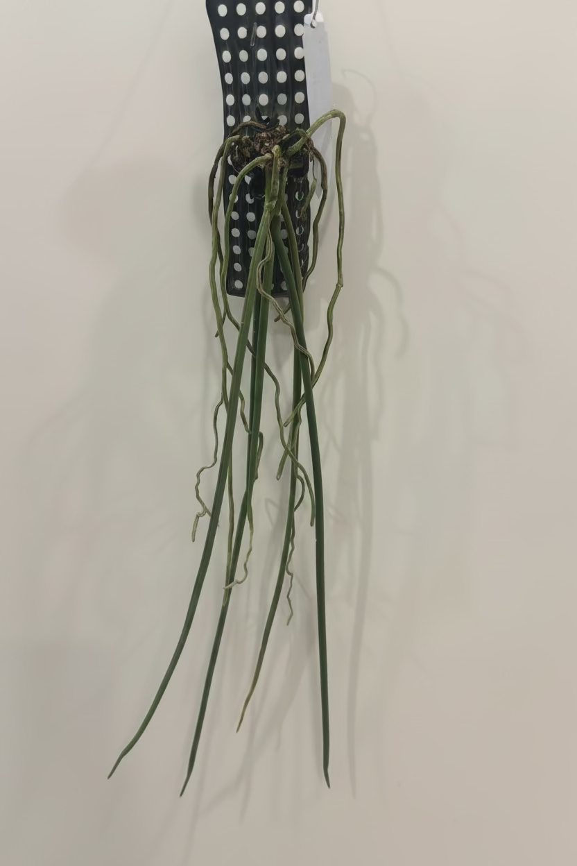 Paraphalaenopsis serpentilingua x labukensis