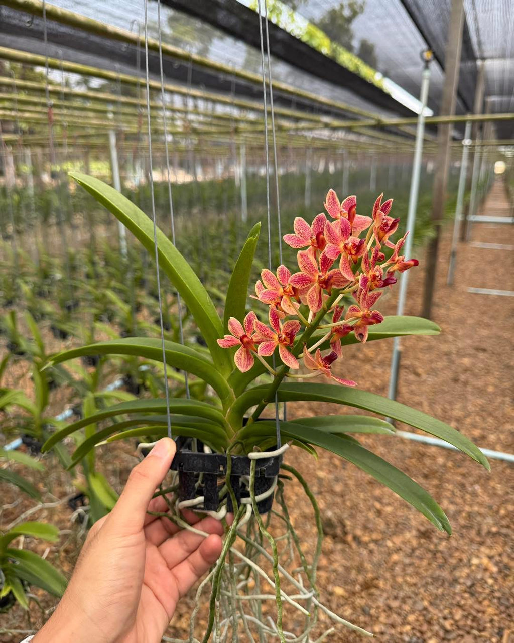 Vandachostylis Kouishiro Ikai
