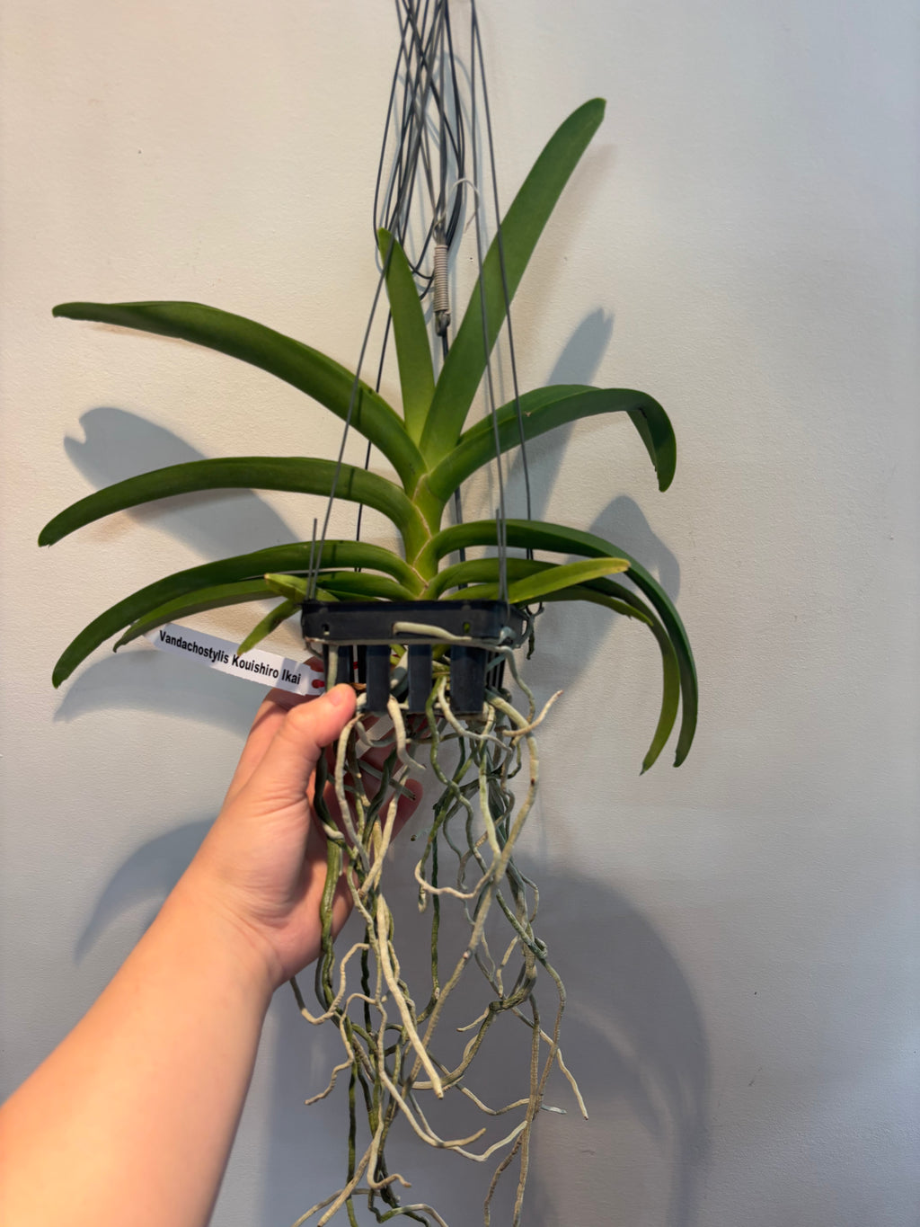 Vandachostylis Kouishiro Ikai
