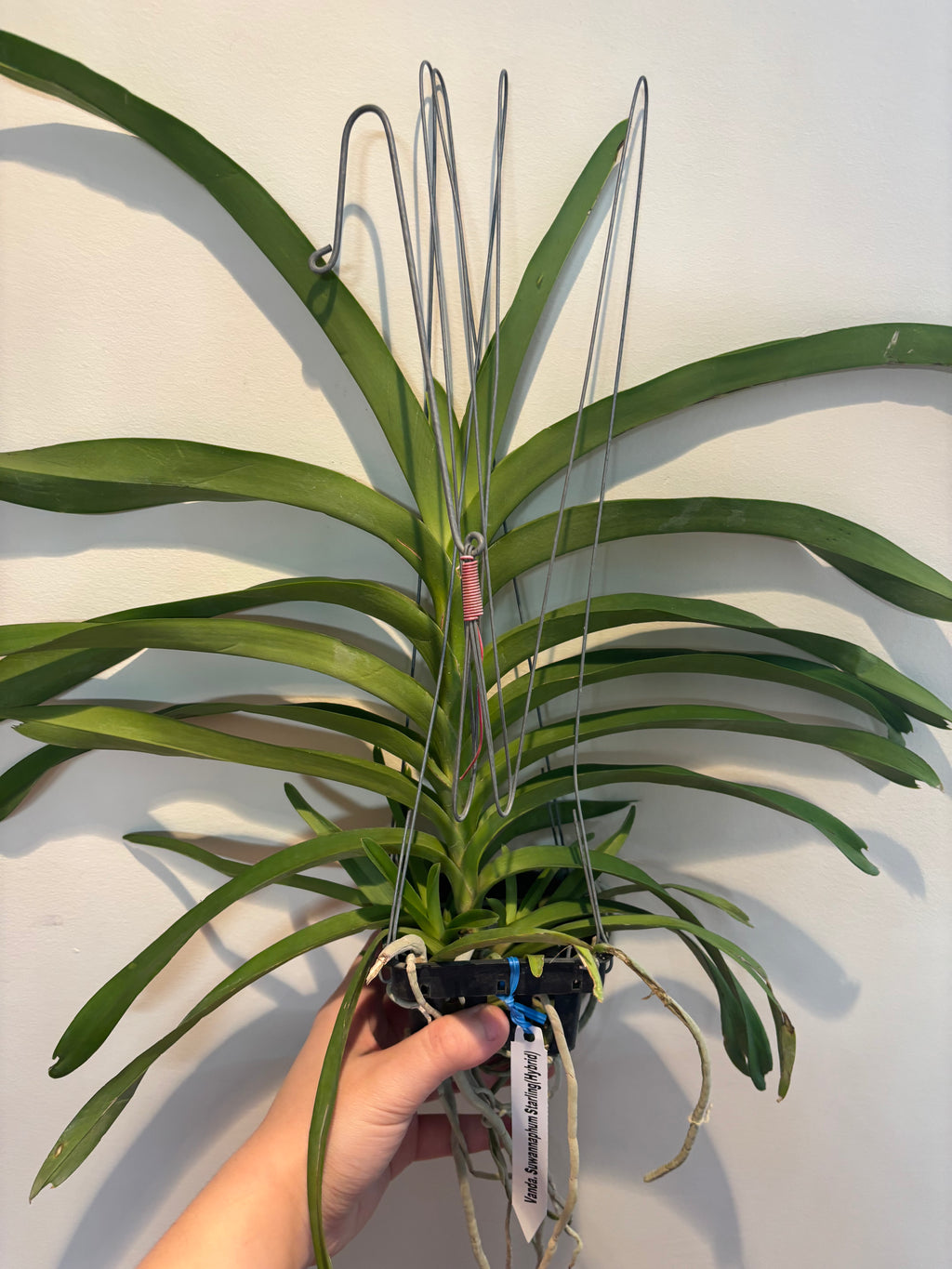 Vanda Suwannaphum Starling Hybrids
