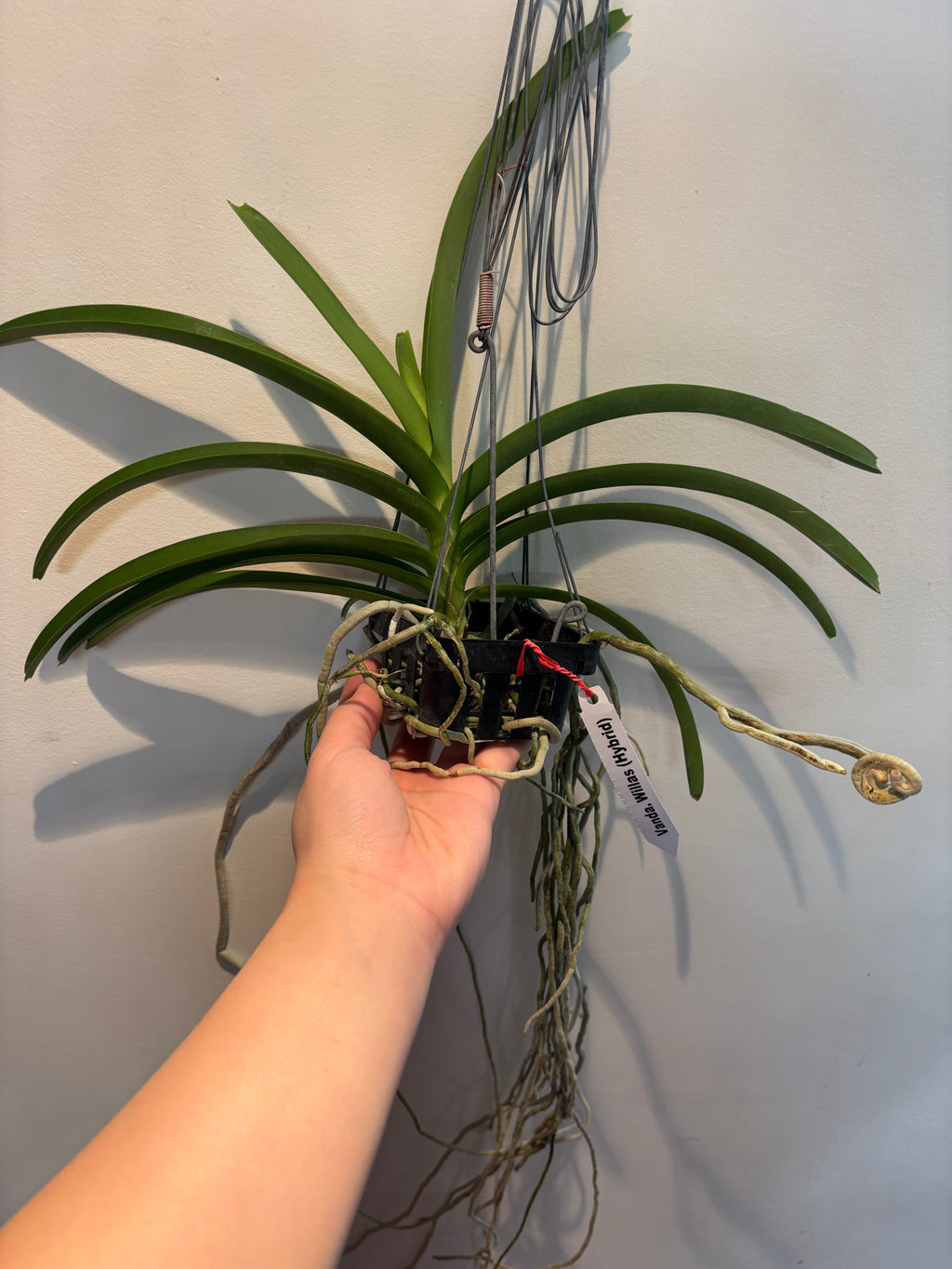 Vanda Willas Hybrid
