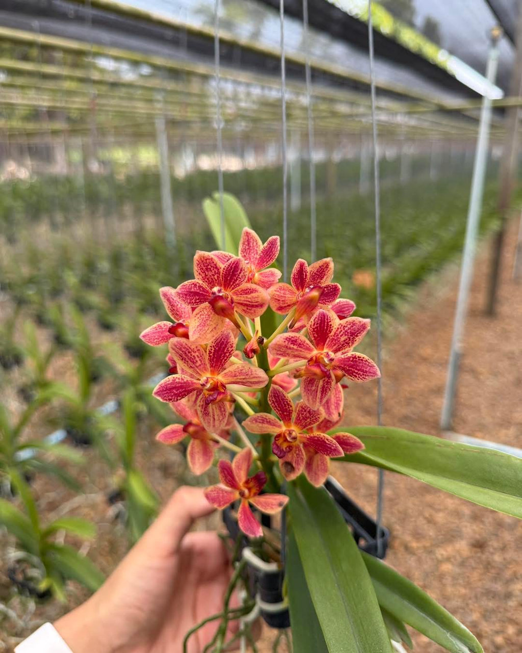 Vandachostylis Kouishiro Ikai