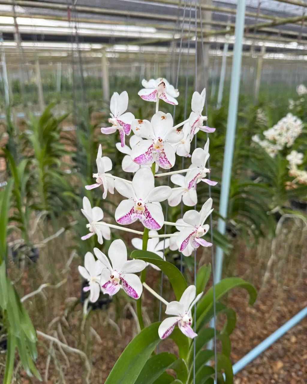 Vanda Samsui Hybrid (V.Suwannaphum Butterfly x V.Loke)