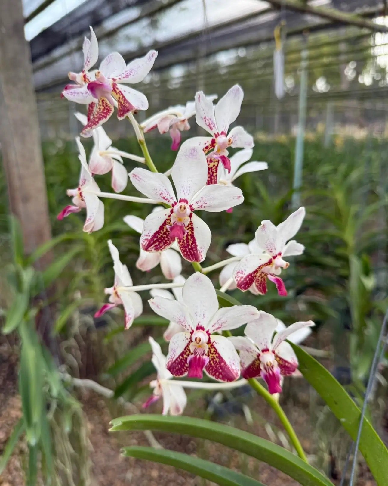 Vanda Samsui Hybrid (V.Suwannaphum Butterfly x V.Loke)