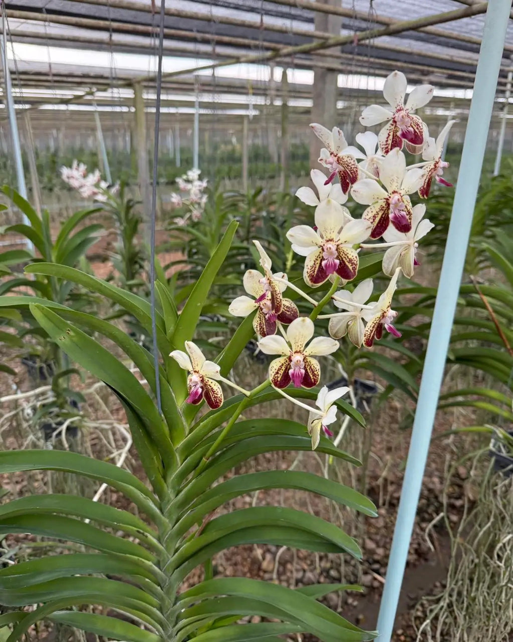 Vanda Samsui Hybrid (V.Suwannaphum Butterfly x V.Loke)