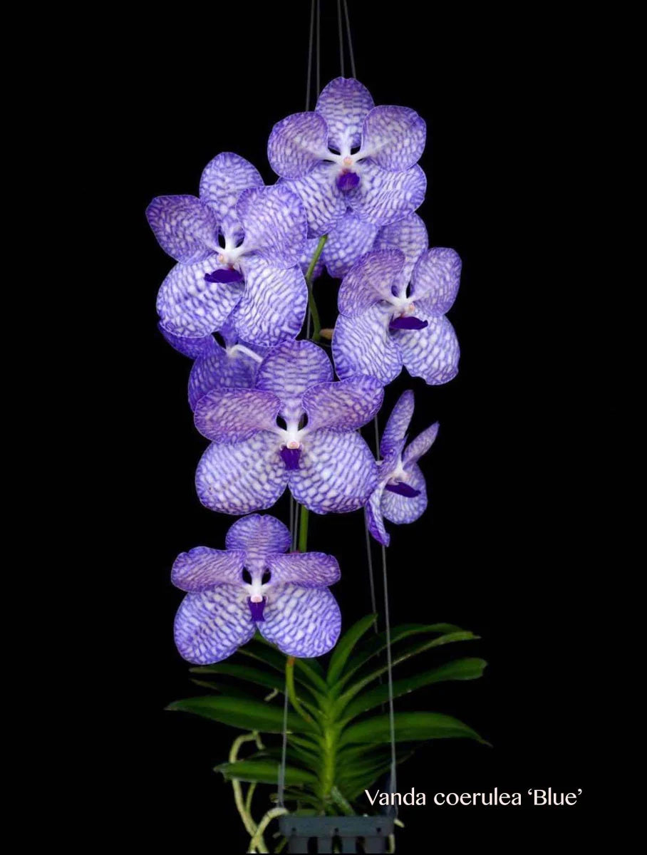 Vanda Coerulea
