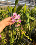 Rhychorides Springtime ‘Jairak’