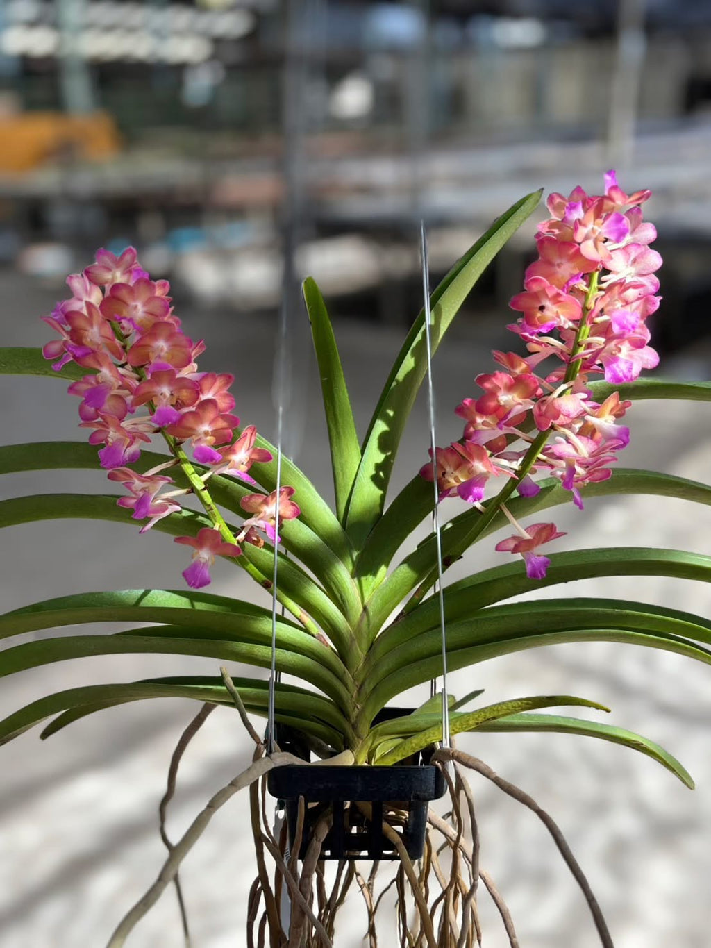 Perreiraara (Prra.) Rapeepath 'Pink'