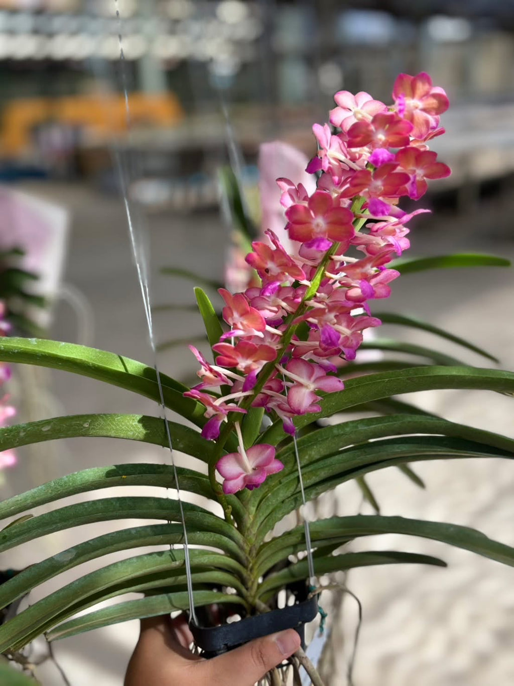 Perreiraara (Prra.) Rapeepath 'Pink'