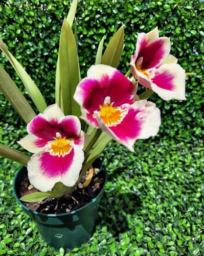 Miltoniopsis Limelight ‘Imogene Smith’