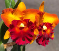 Rlc. Bangkok City