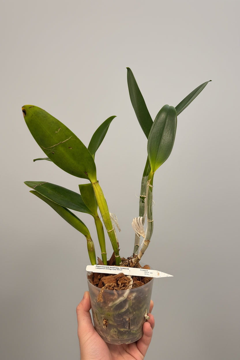 Rhyncholaeliocattleya Waianae Leopard Chung Hua
