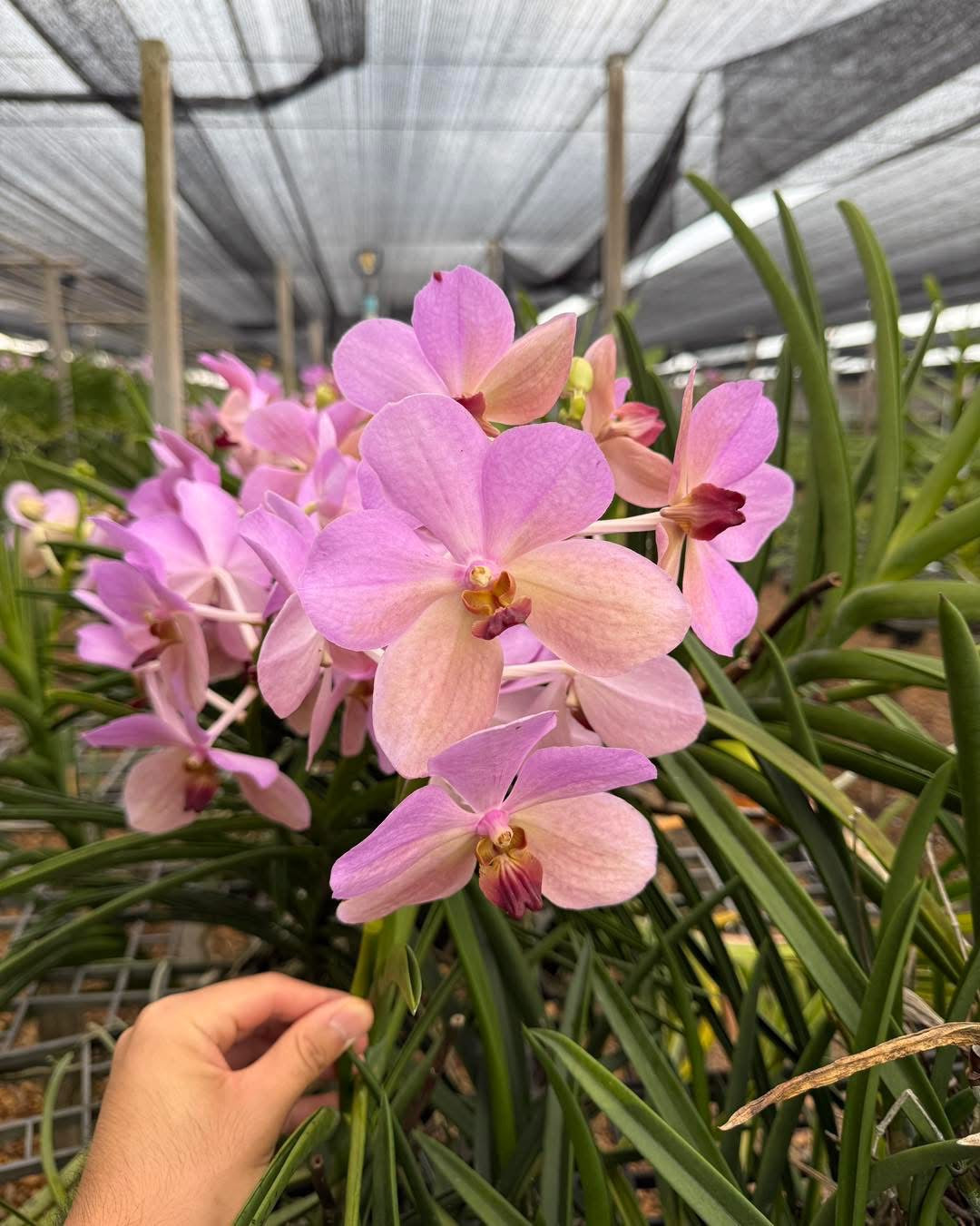 Papilionanda Majulah Danny