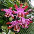 Myrmecophila Tibicinis (species)