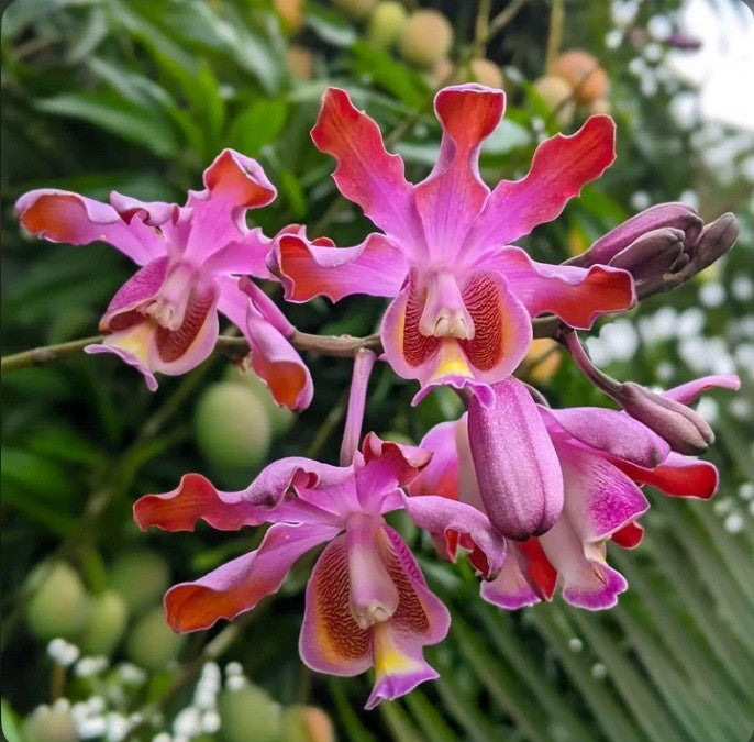 Myrmecophila Tibicinis (species)