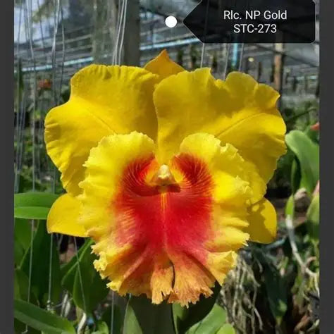 Rlc. NP Gold