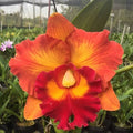 Rlc. Nakornchaisri Delight 'No. 2'