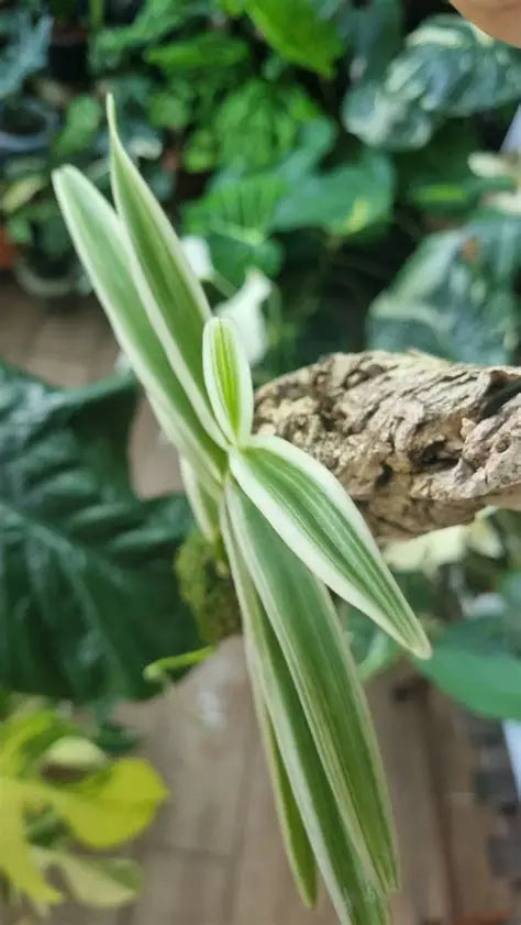 Arachnis Maggie Oei (Variegated Form)