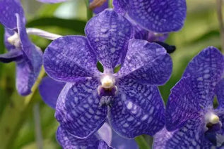 Vanda Coerulea