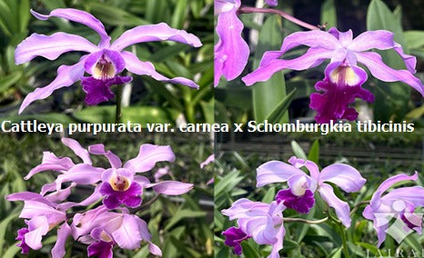 Cattleya Purpurata var. Carnea x Schomburgkia Tibicinis