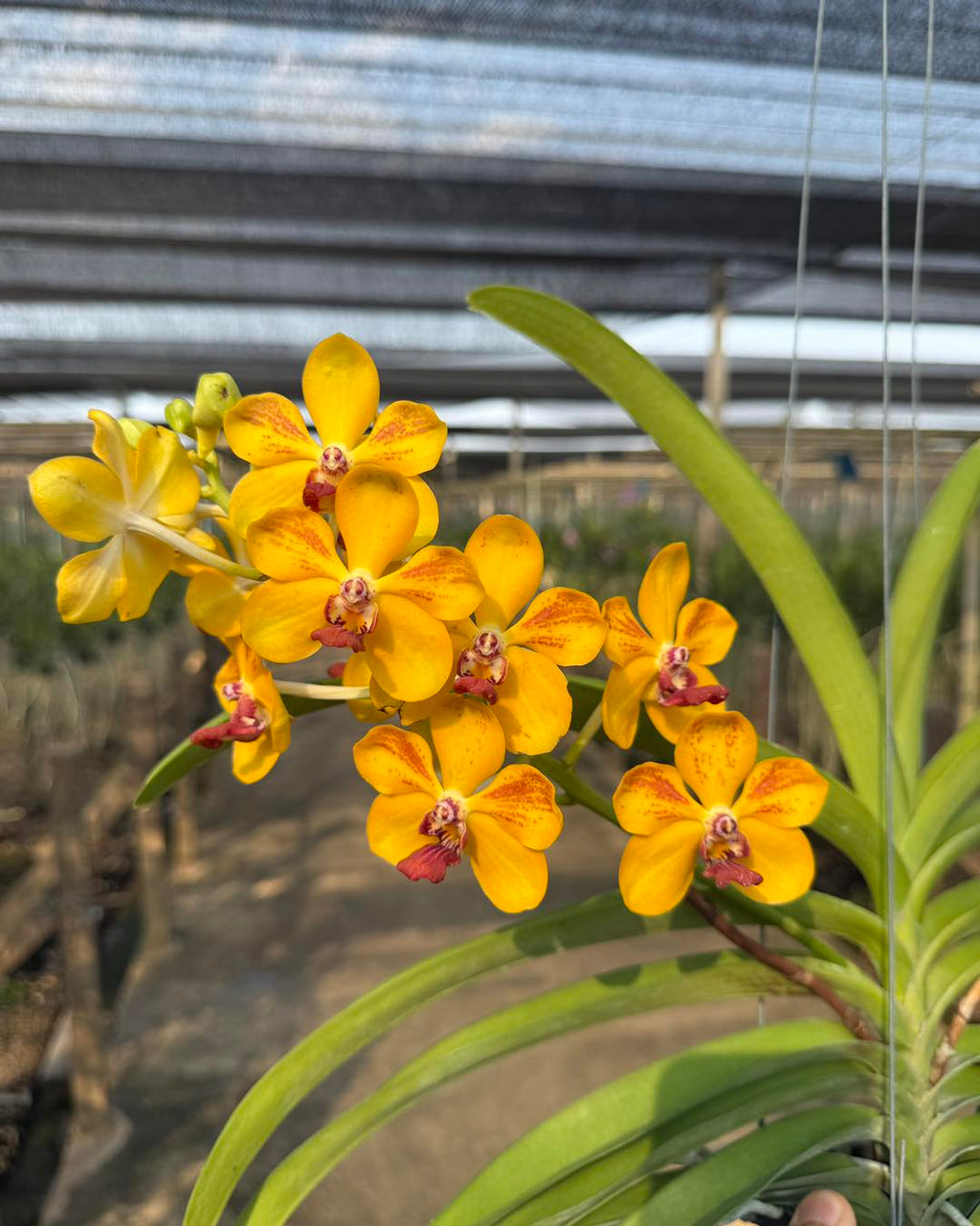 Vandachostylis Ploenpit Prize