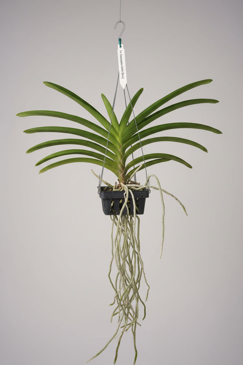 Prra. Suwannaphum Sunshine (Red Lip)
