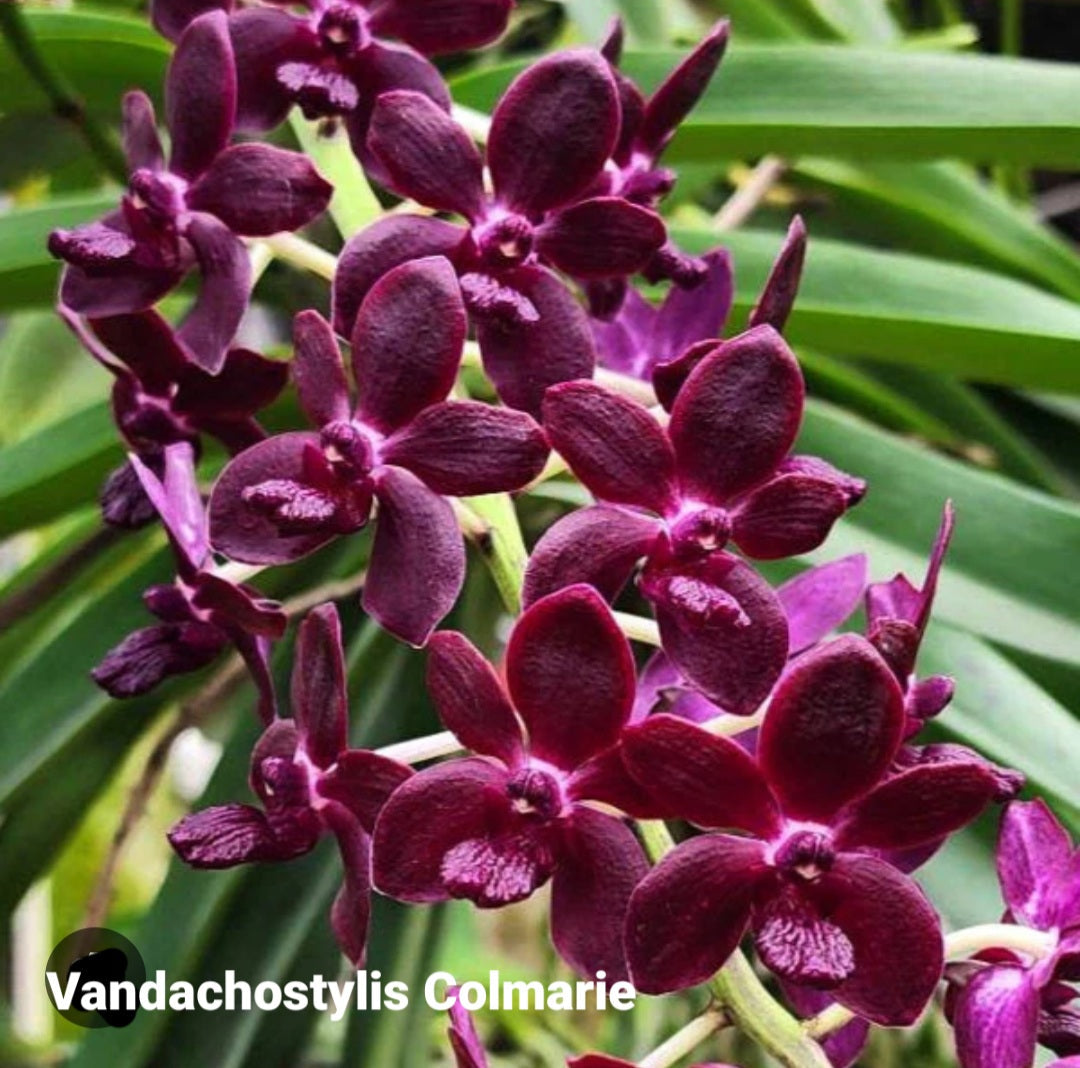 Vandachostylis Colmarie