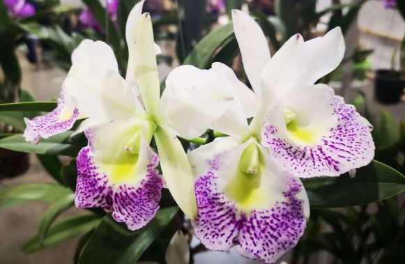 Brassocattleya (Bc.) Hawaii Stars