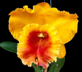 Rhyncholaeliocattleya NP Gold 'Nawapol'