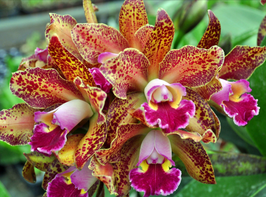 Rhyncholaeliocattleya Waianae Leopard Chung Hua