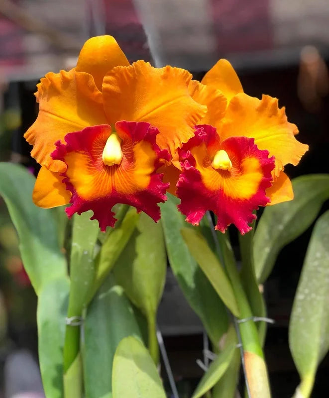 Rhyncholaeliocattleya Nakornchaisri Delight 'No. 3