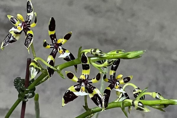 Phalaenopsis mannii var. black