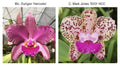 SVO 10069 Blc. Durigan 'Hercules' AM/AOS x C. Mark Jones 'SVO' HCC/AOS
