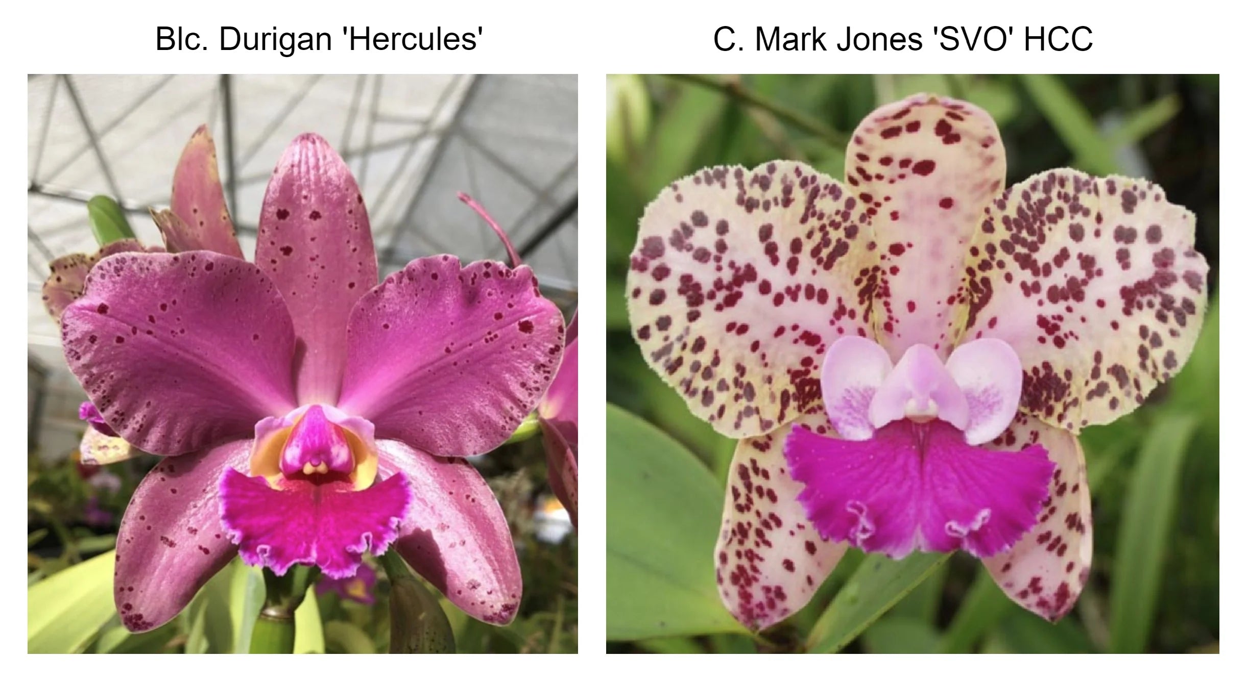 SVO 10069 Blc. Durigan 'Hercules' AM/AOS x C. Mark Jones 'SVO' HCC/AOS