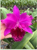 Rlc. Duanpen Belle