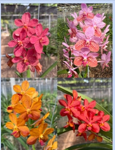 Vanda Willas Hybrid