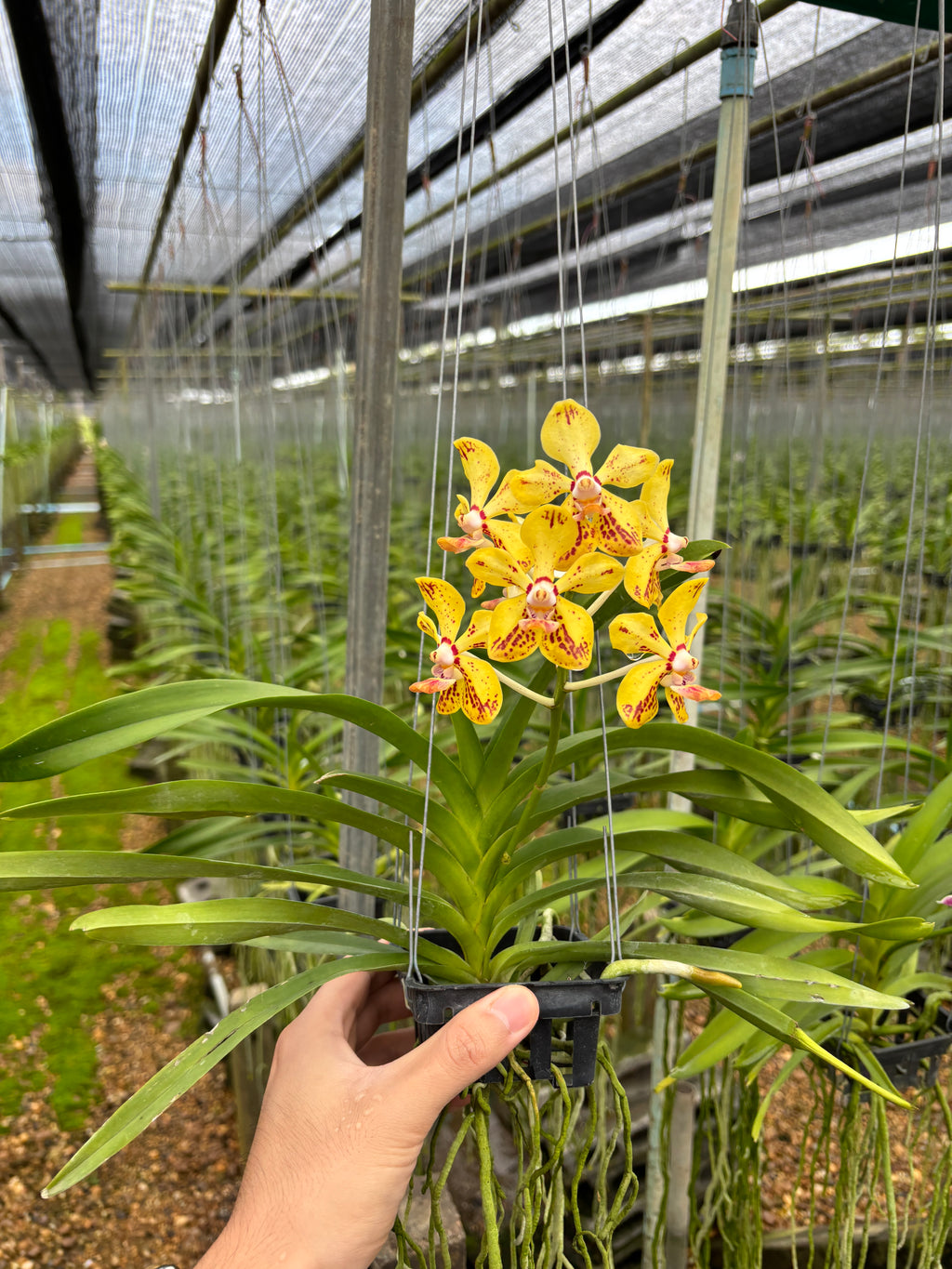 Vanda Suwannaphum Starling Hybrids