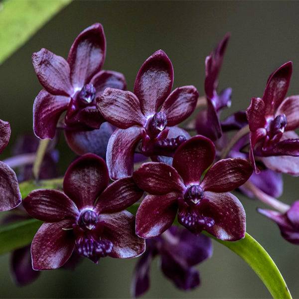 Vandachostylis Colmarie