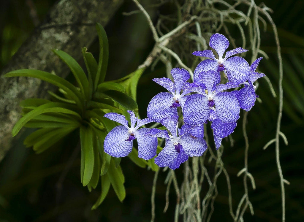 Vanda Coerulea (Laos x sib)