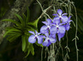 Vanda Coerulea (Laos x sib)