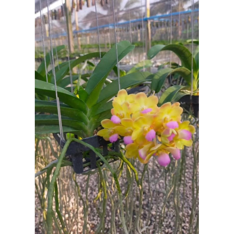 Wuttiphanara Manoonya (Yellow)