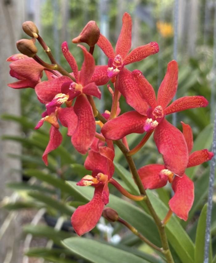 Renantanda Suwannaphum Blazing Scarlet