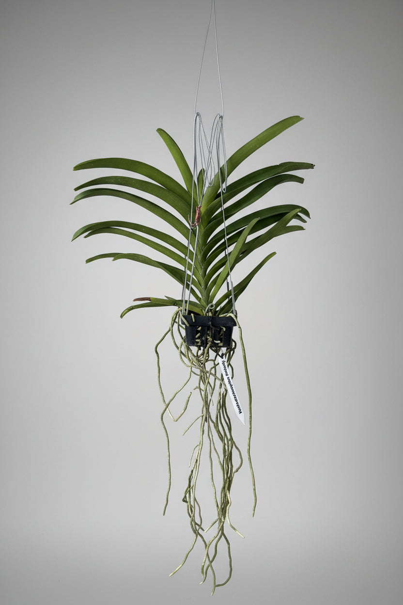 Vanda Suwannaphum Butterfly