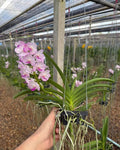 Rhynchovanda Chinchuta