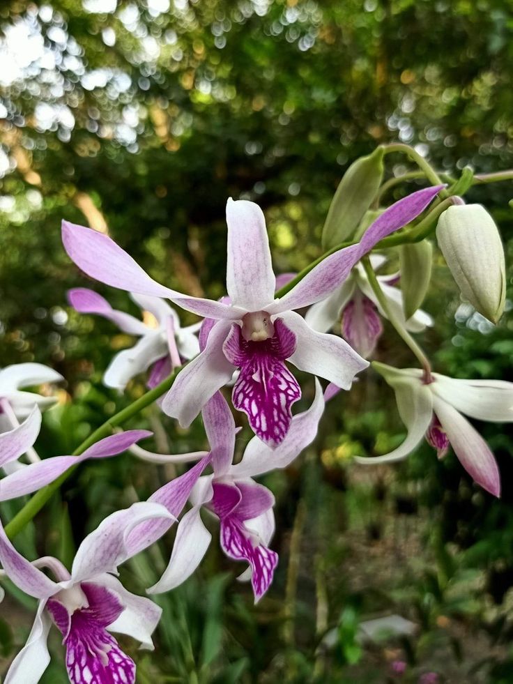 Dendrobium Ceasar White x Warawan