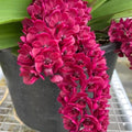 Rhynchostylis gigantea 'Red'
