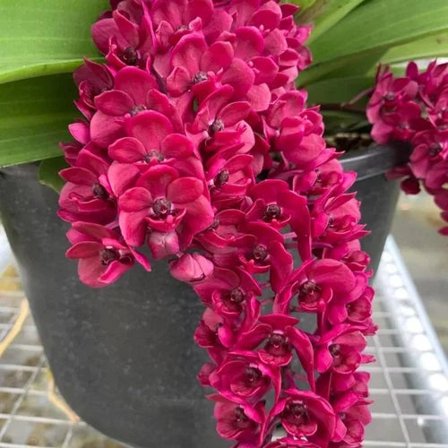 Rhynchostylis gigantea 'Red'