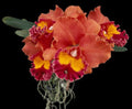 Rlc. Jairak Summer