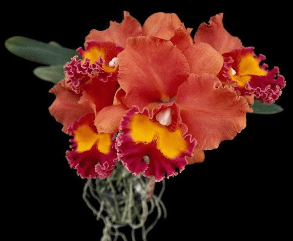 Rlc. Jairak Summer